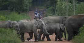 झारखंड में जंगली हाथी का आतंक, एक ही परिवार के तीन सदस्यों समेत सात लोगों की मौत